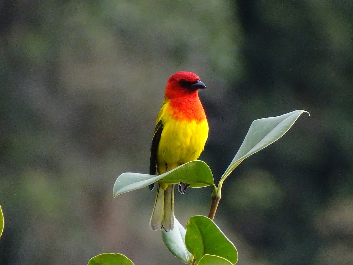 Red-hooded Tanager - ML366660051