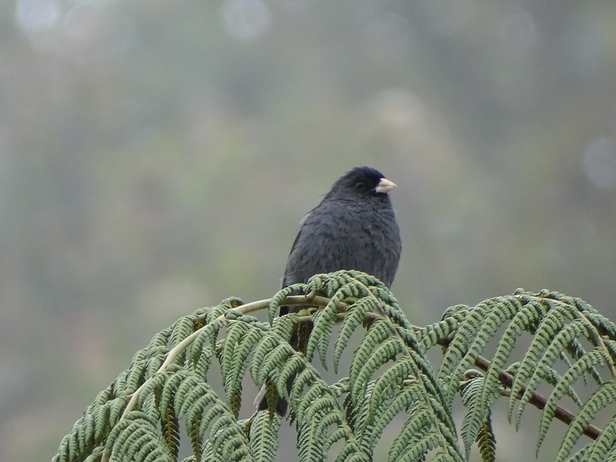 Paramo Seedeater - ML366660631