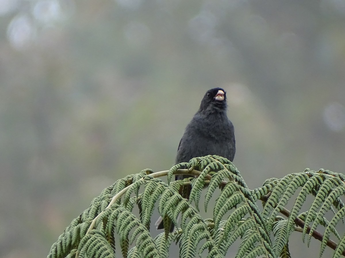 Paramo Seedeater - ML366660681