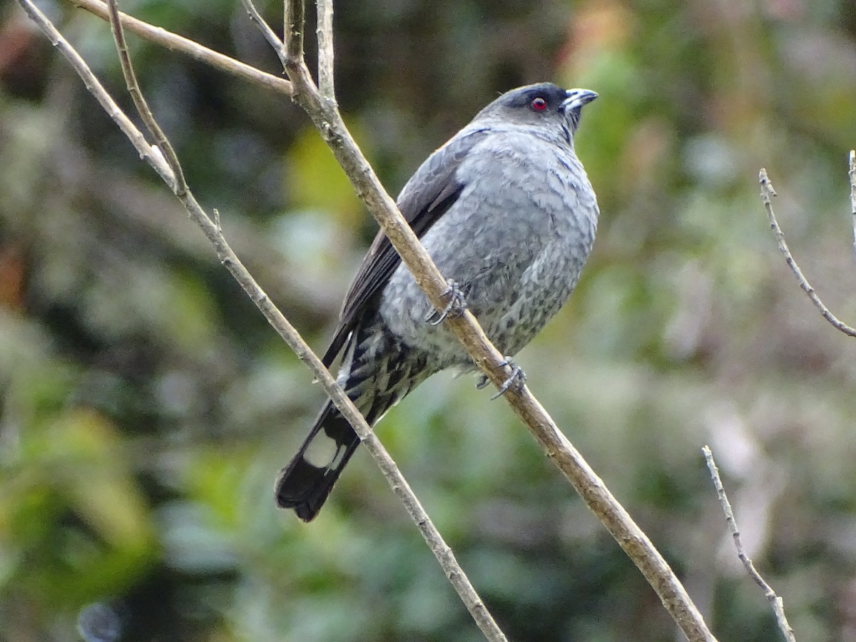 Red-crested Cotinga - ML366661581