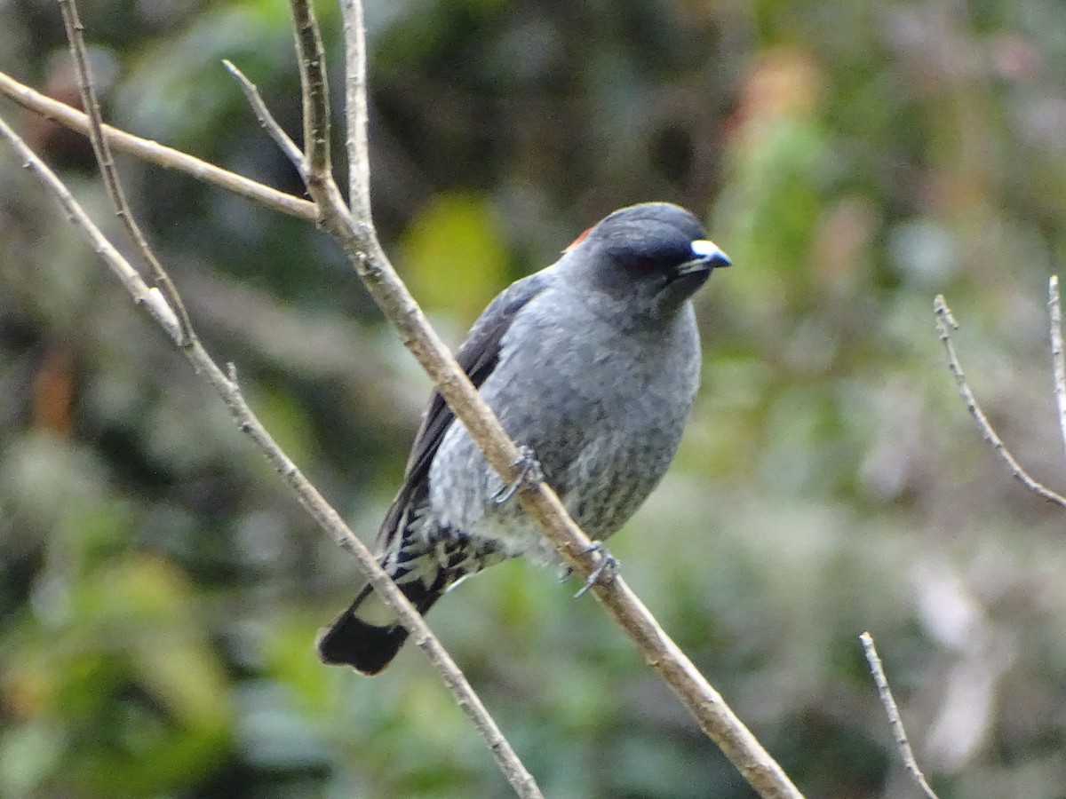 Red-crested Cotinga - ML366661611