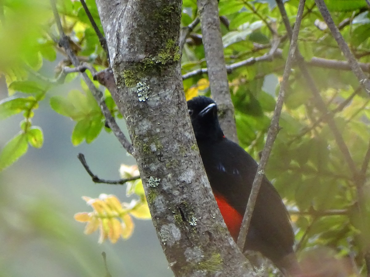 Scarlet-bellied Mountain Tanager - ML366662051
