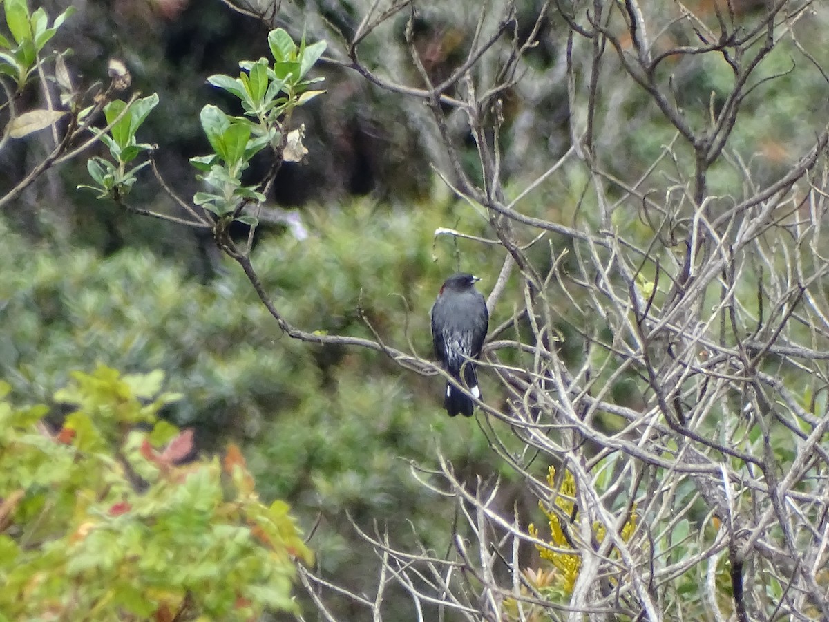 Red-crested Cotinga - ML366662411