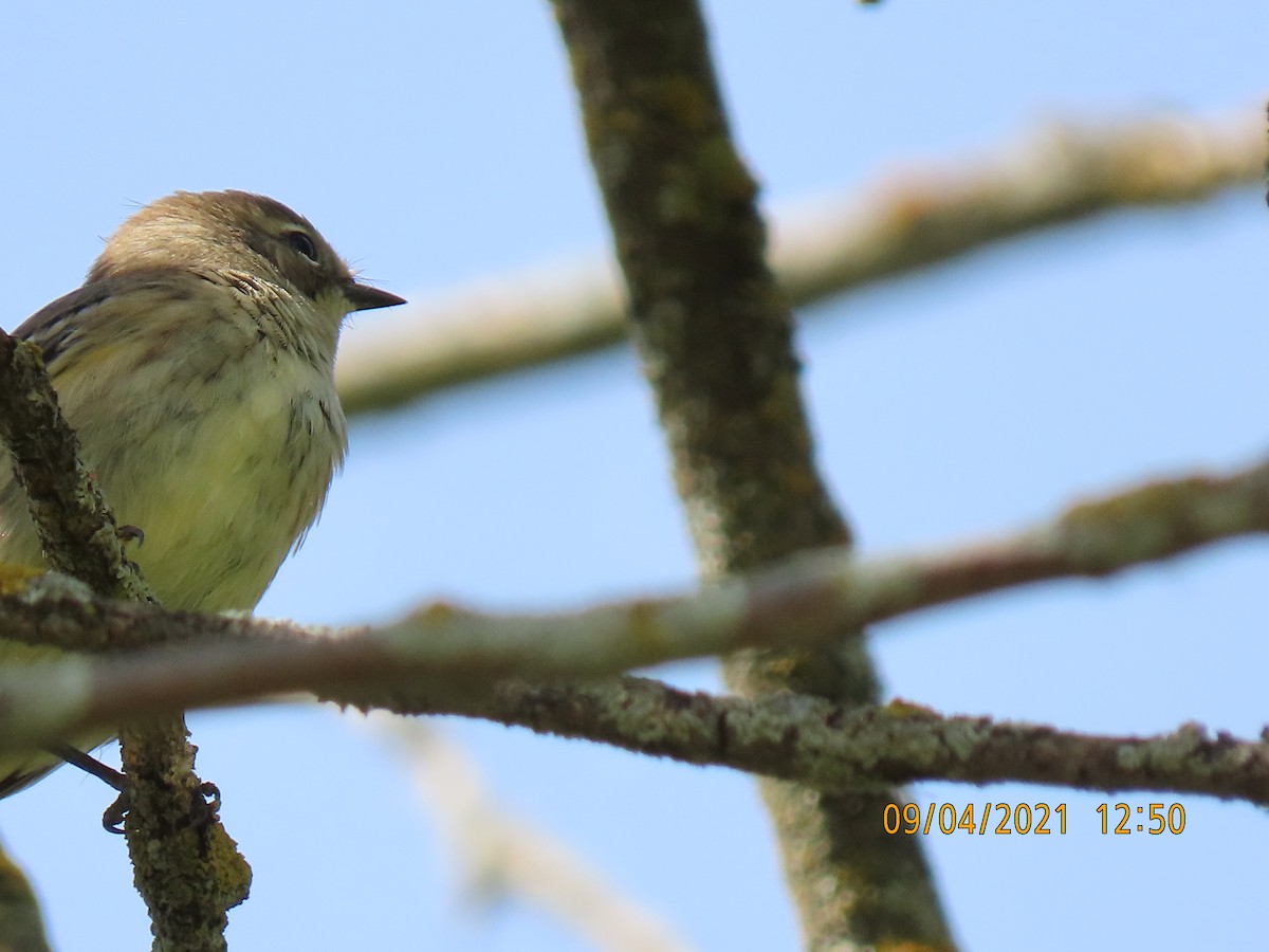 Cape May Warbler - Kathrynne & Paul Baumtrog