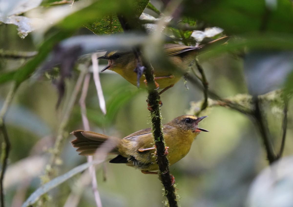 Citrine Warbler (Northern) - Sibylle Hechtel