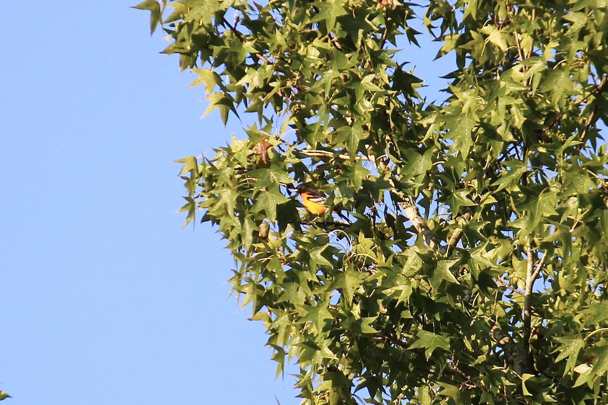 Baltimore Oriole - ML366664211