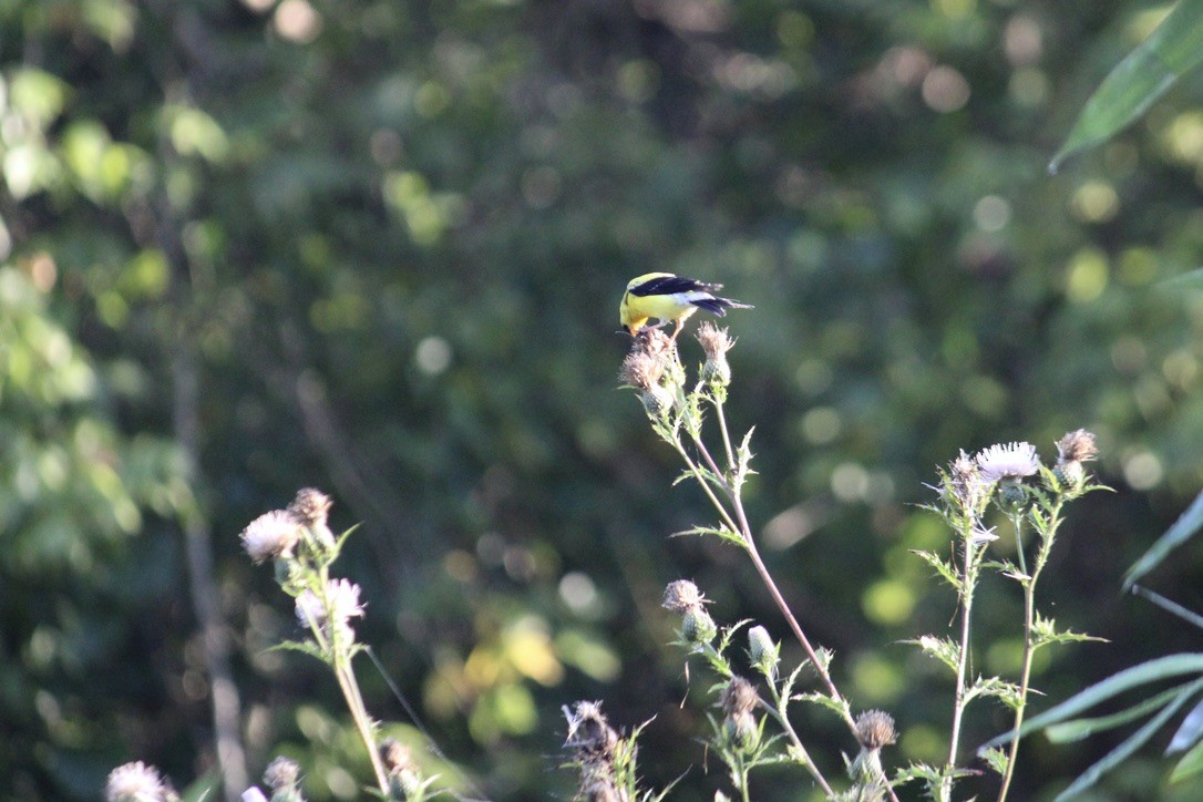 American Goldfinch - ML366664351