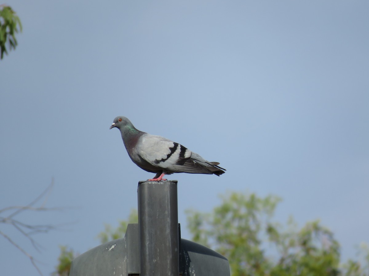 Rock Pigeon (Feral Pigeon) - ML366664561