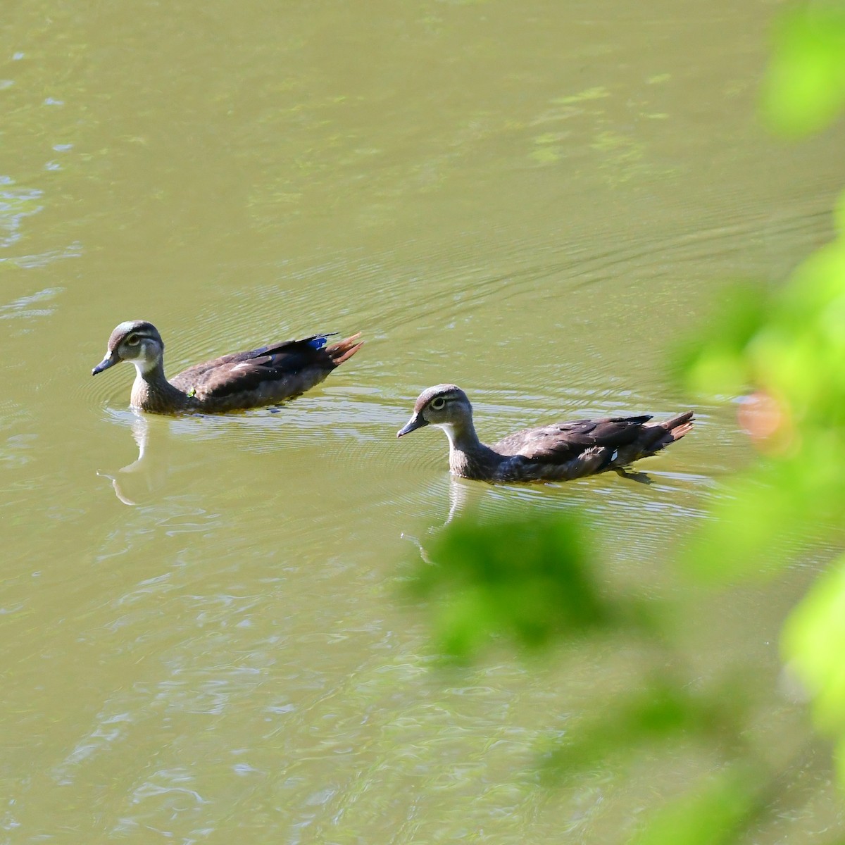 Wood Duck - ML366665361