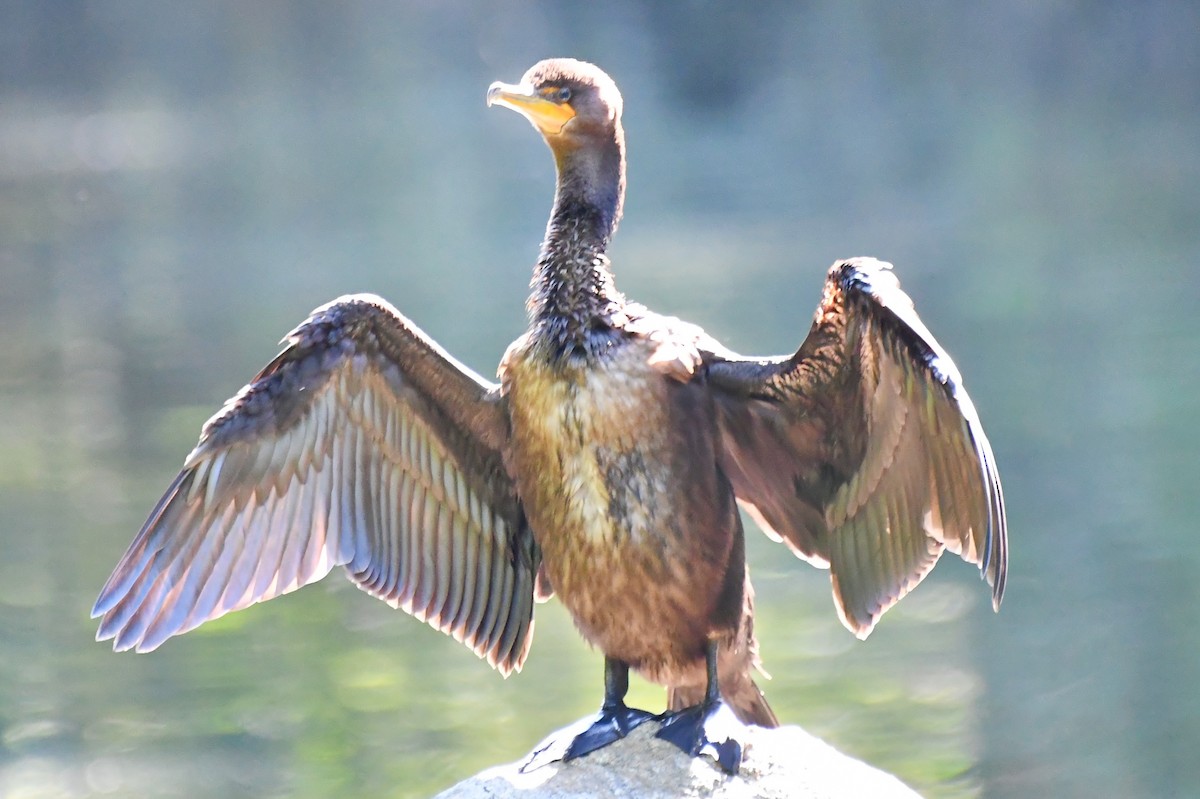 Double-crested Cormorant - ML366665431