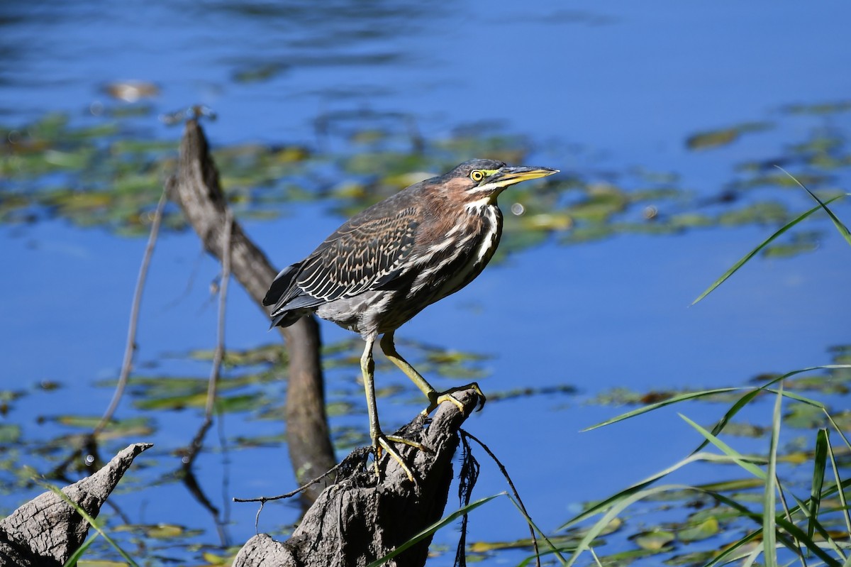 Green Heron - ML366665521