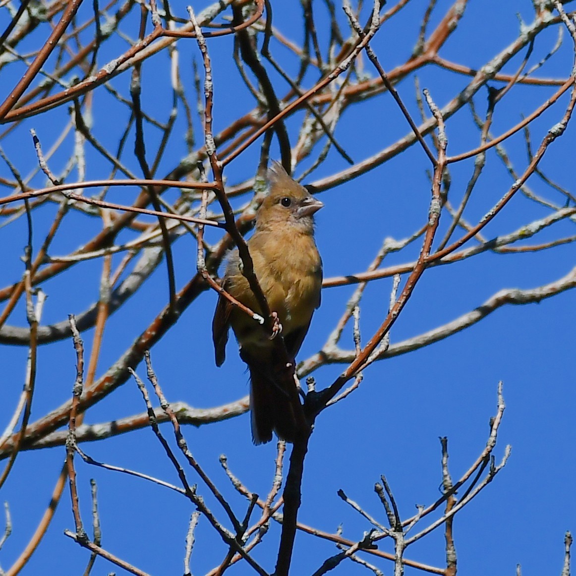 Northern Cardinal - ML366665921