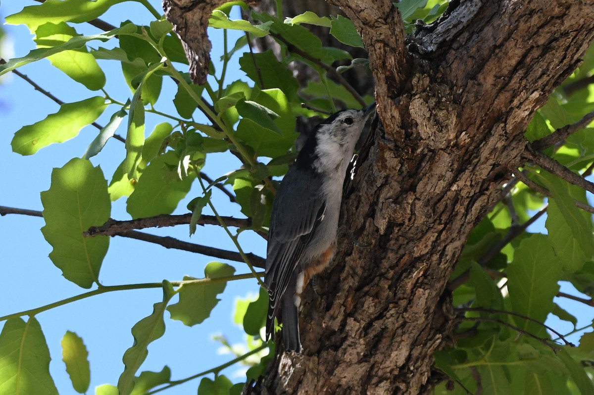 White-breasted Nuthatch - ML366667171