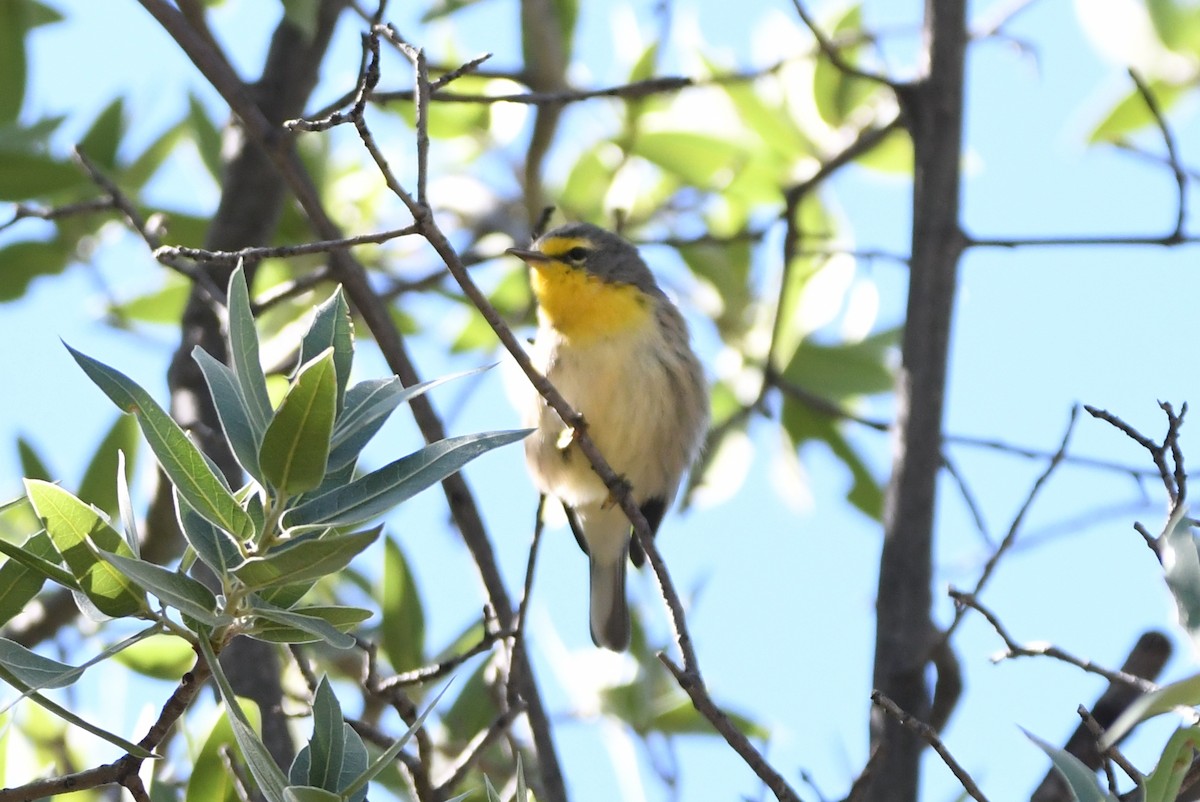 Grace's Warbler - ML366667481