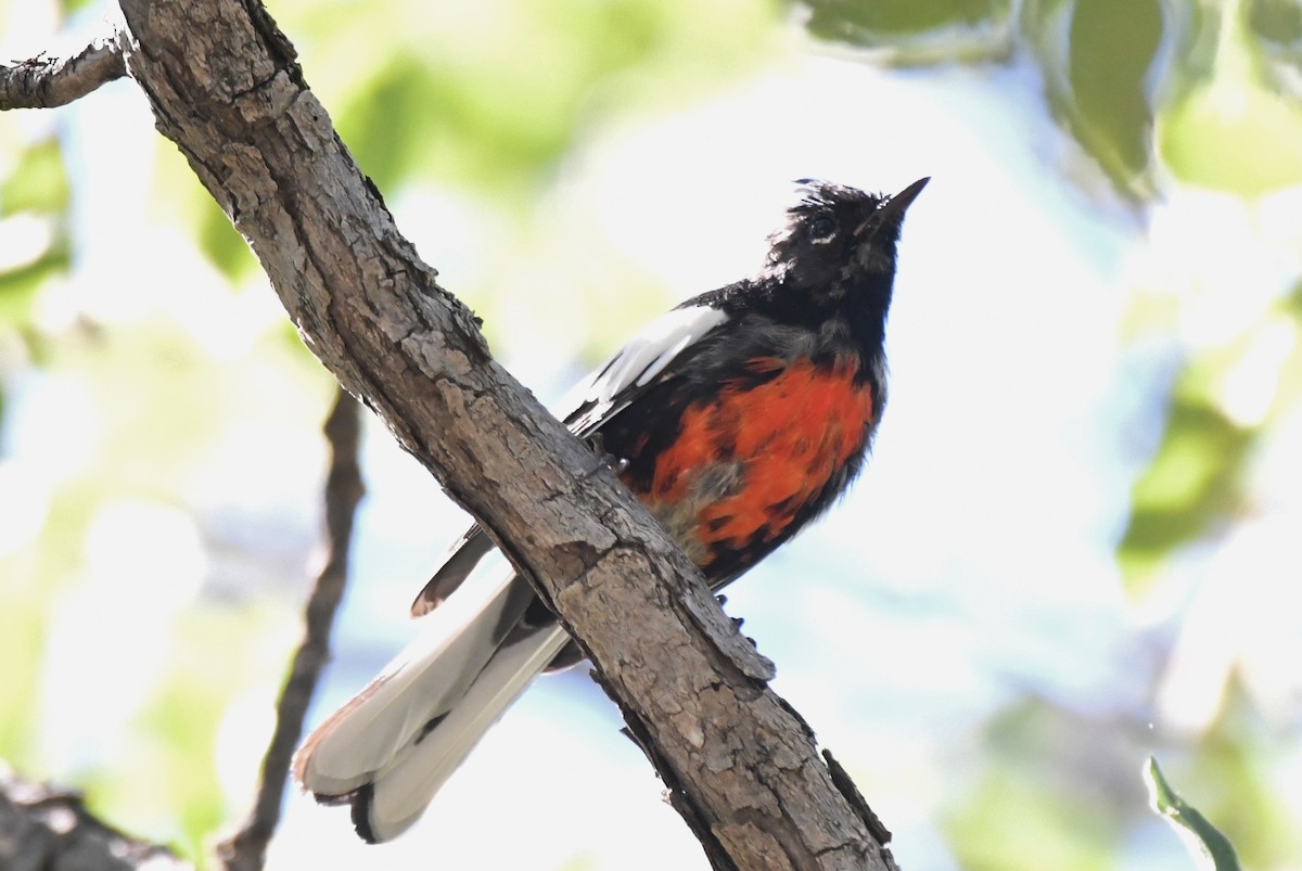 Painted Redstart - ML366667991