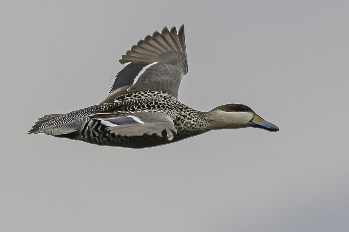 Silver Teal - Amed Hernández