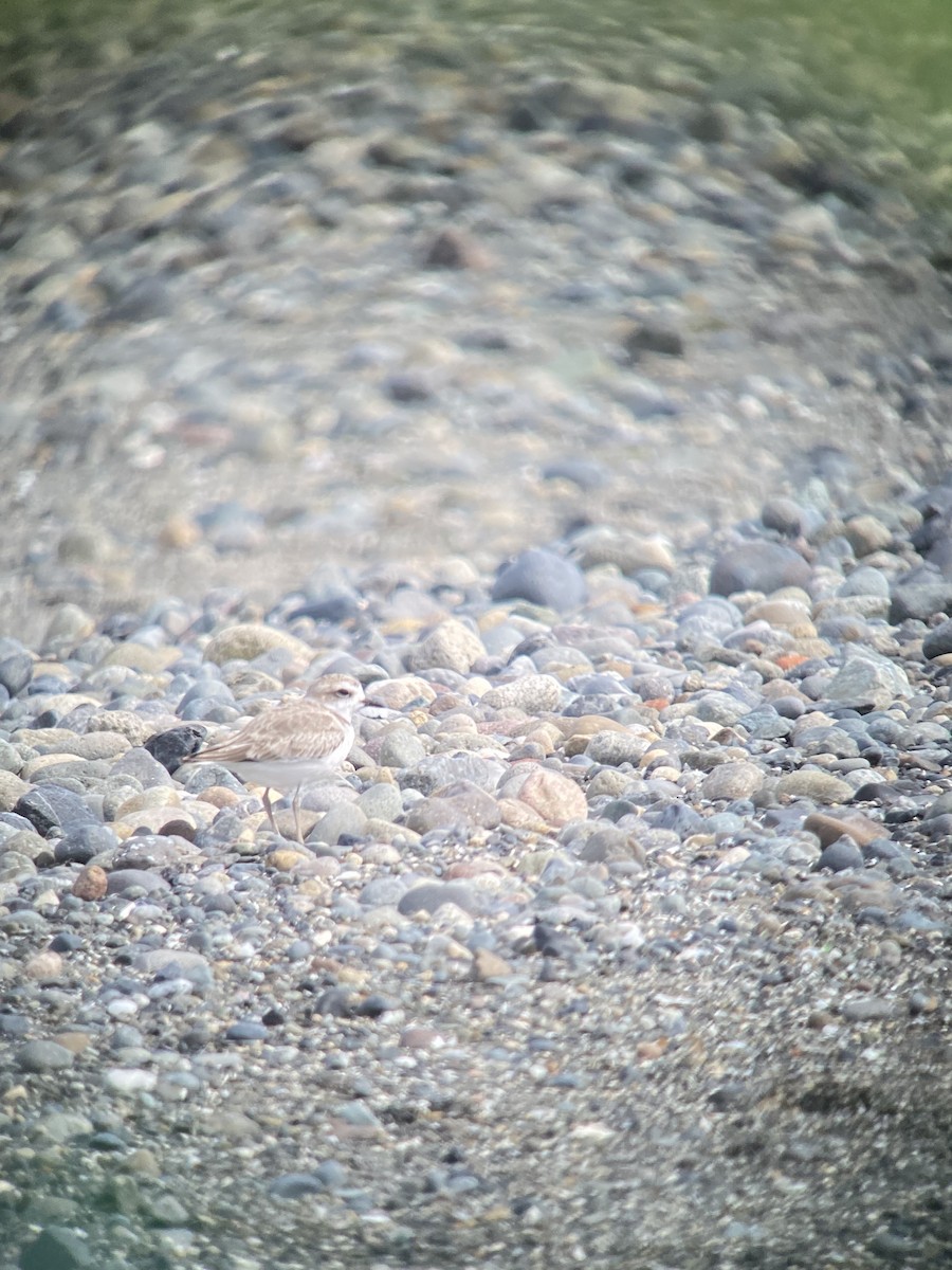 Snowy Plover - ML366668611