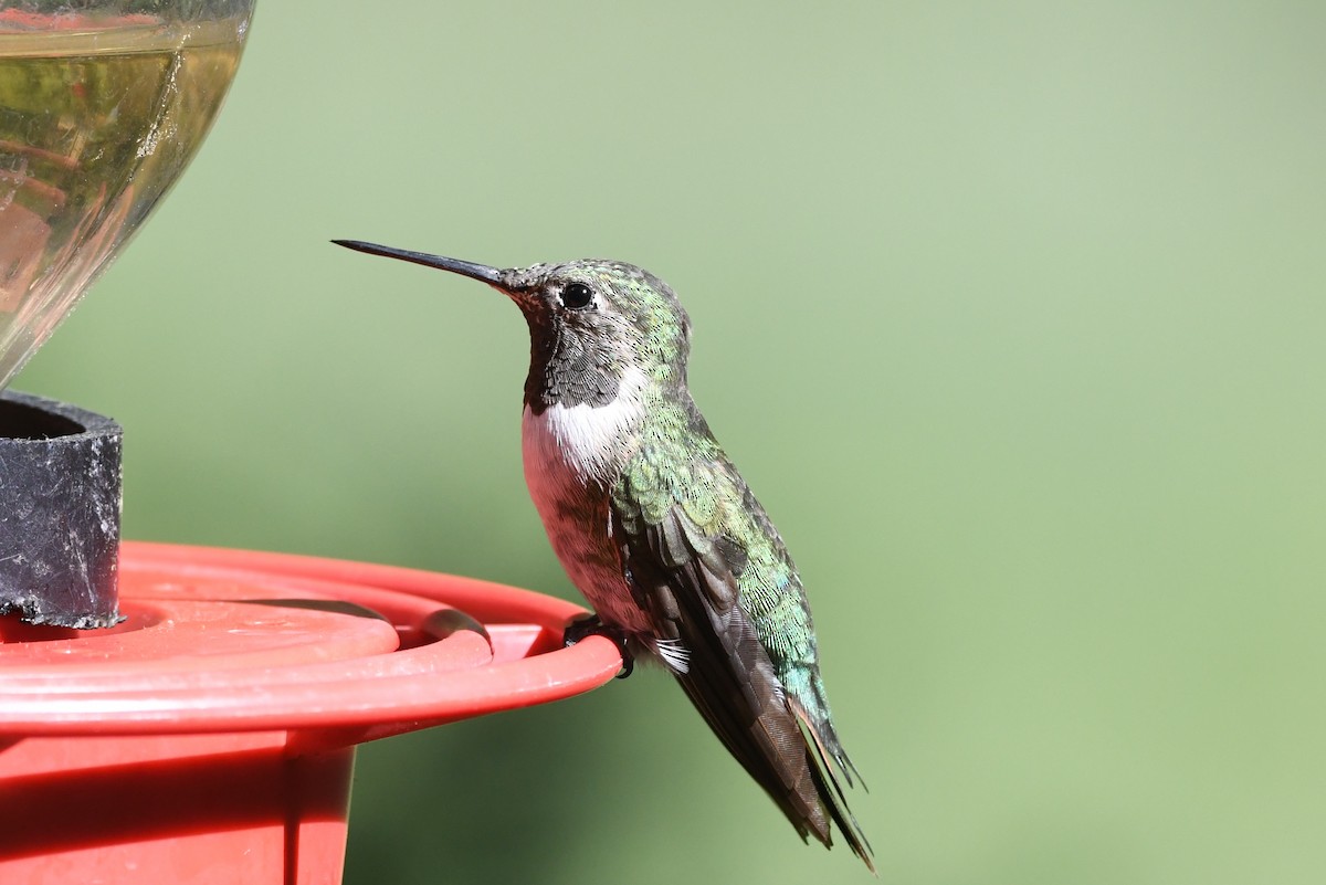 Broad-tailed Hummingbird - ML366668671