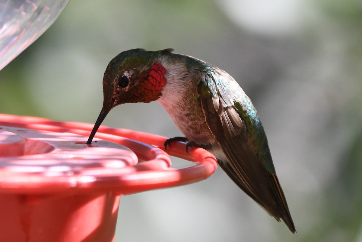 Broad-tailed Hummingbird - ML366668681