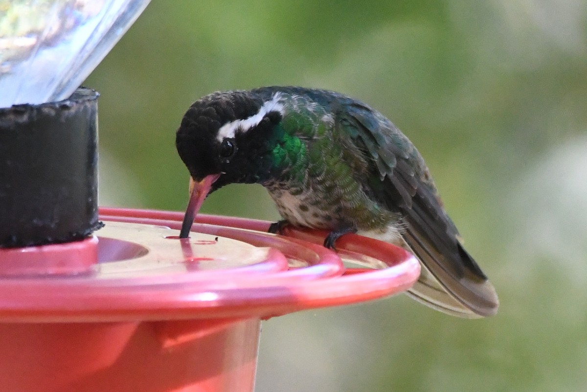 White-eared Hummingbird - ML366669431