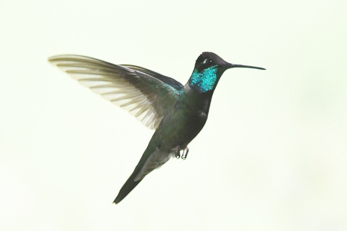 Rivoli's Hummingbird - ML366669931