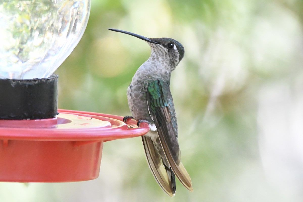 kolibřík skvostný - ML366669951