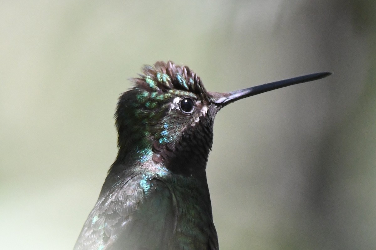 Rivoli's Hummingbird - ML366669971