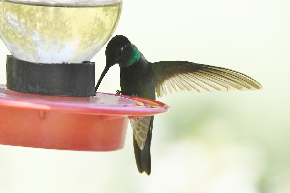 kolibřík skvostný - ML366670011