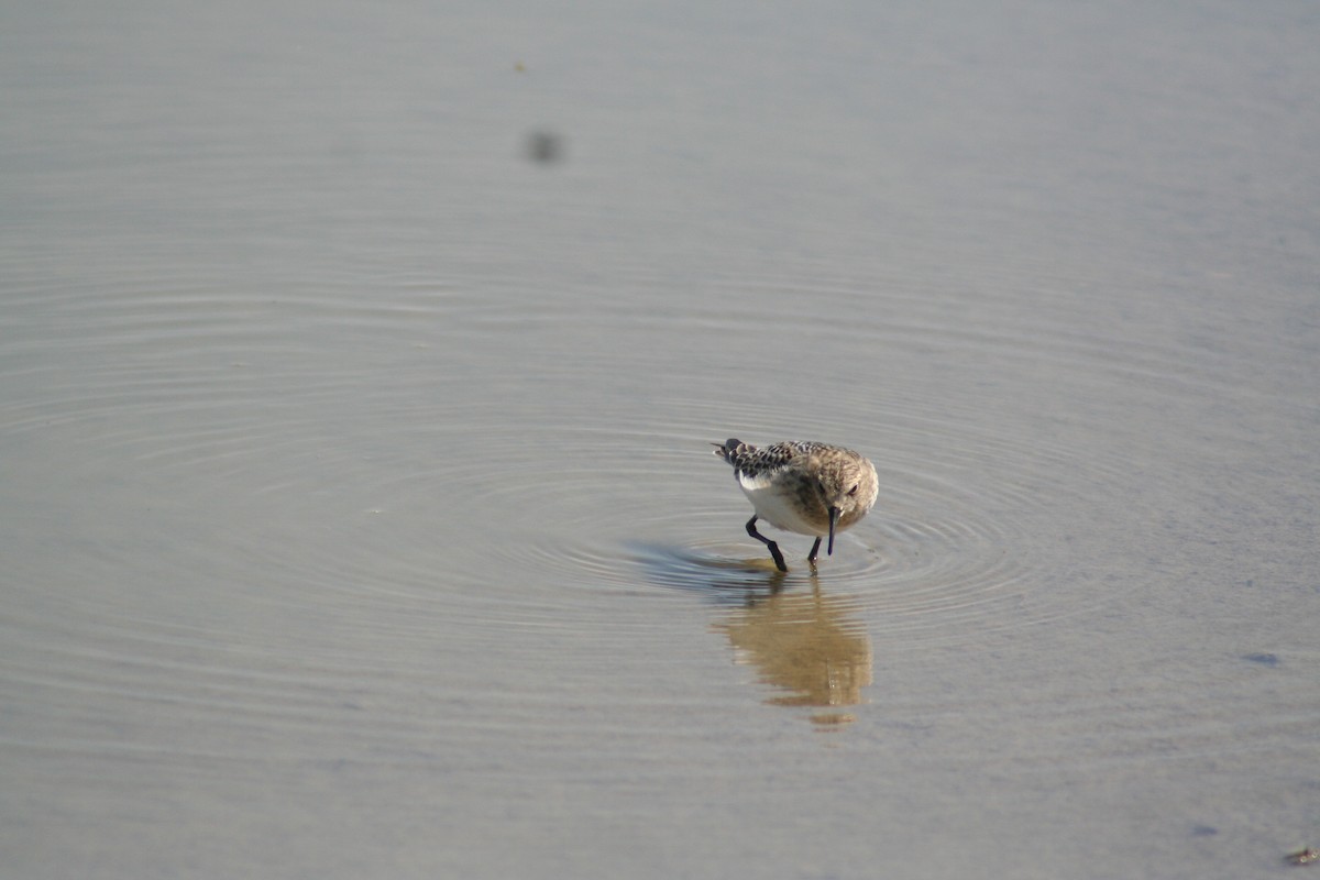 Baird's Sandpiper - Hilary Turner