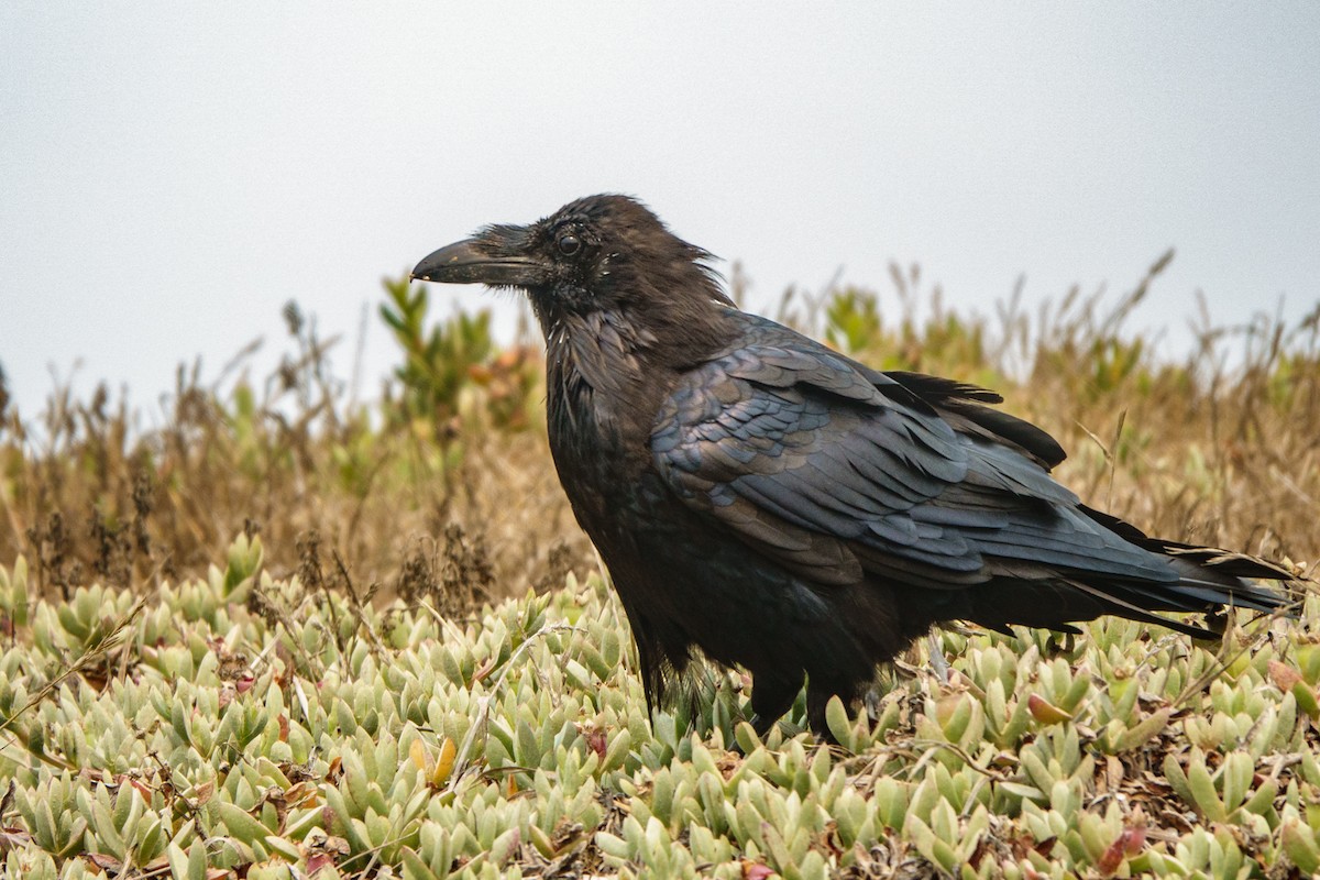 Common Raven - ML366671391