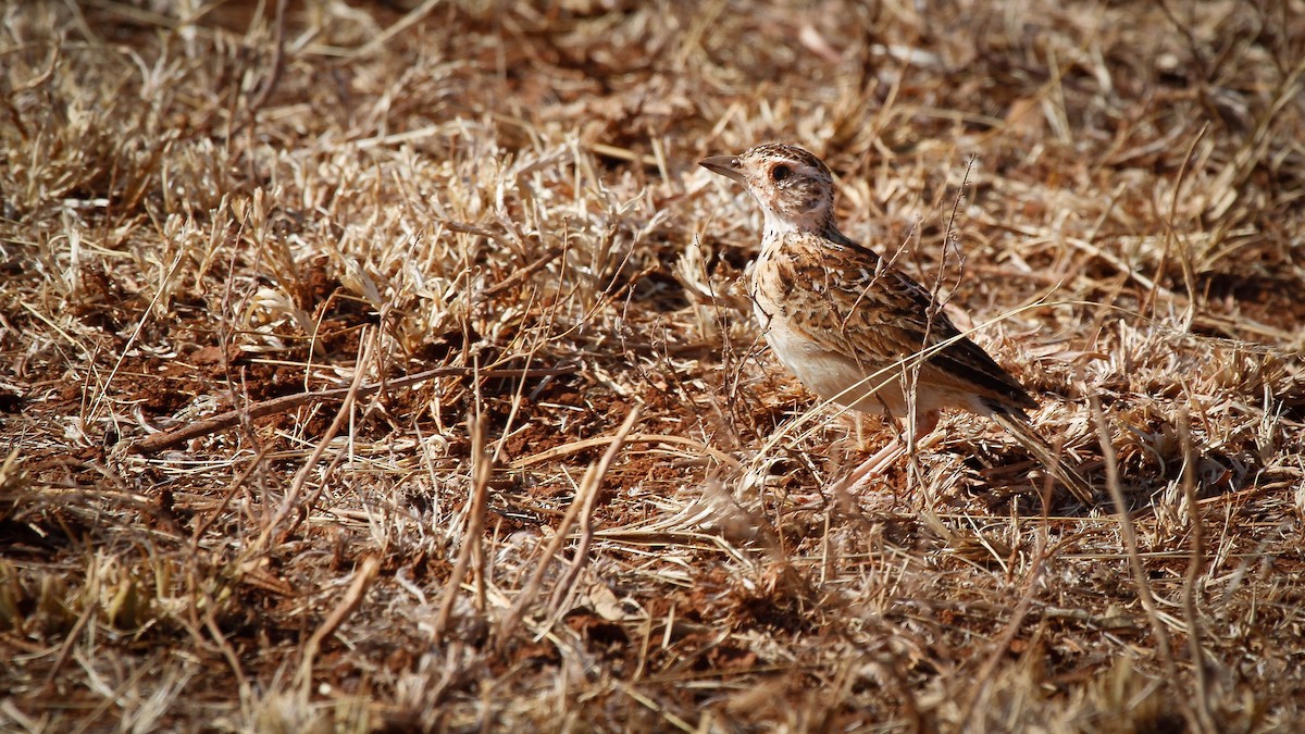 Liben Lark - ML366671811