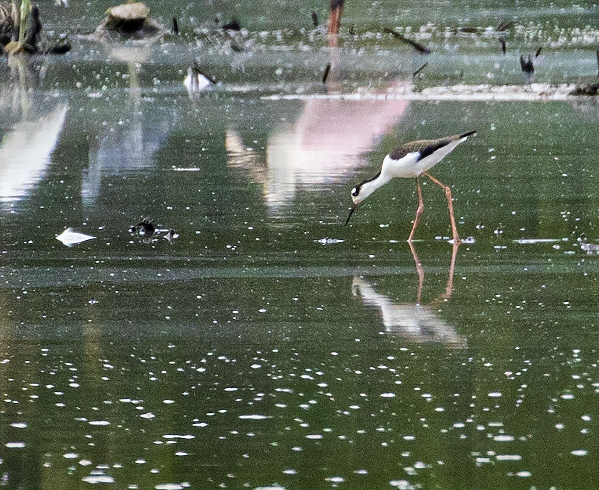 Black-necked Stilt - Jason Lott