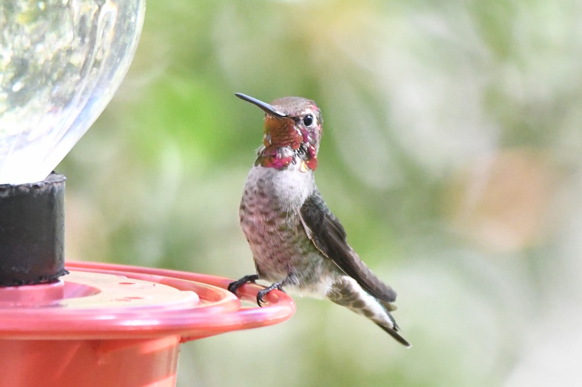 Anna's Hummingbird - ML366672411