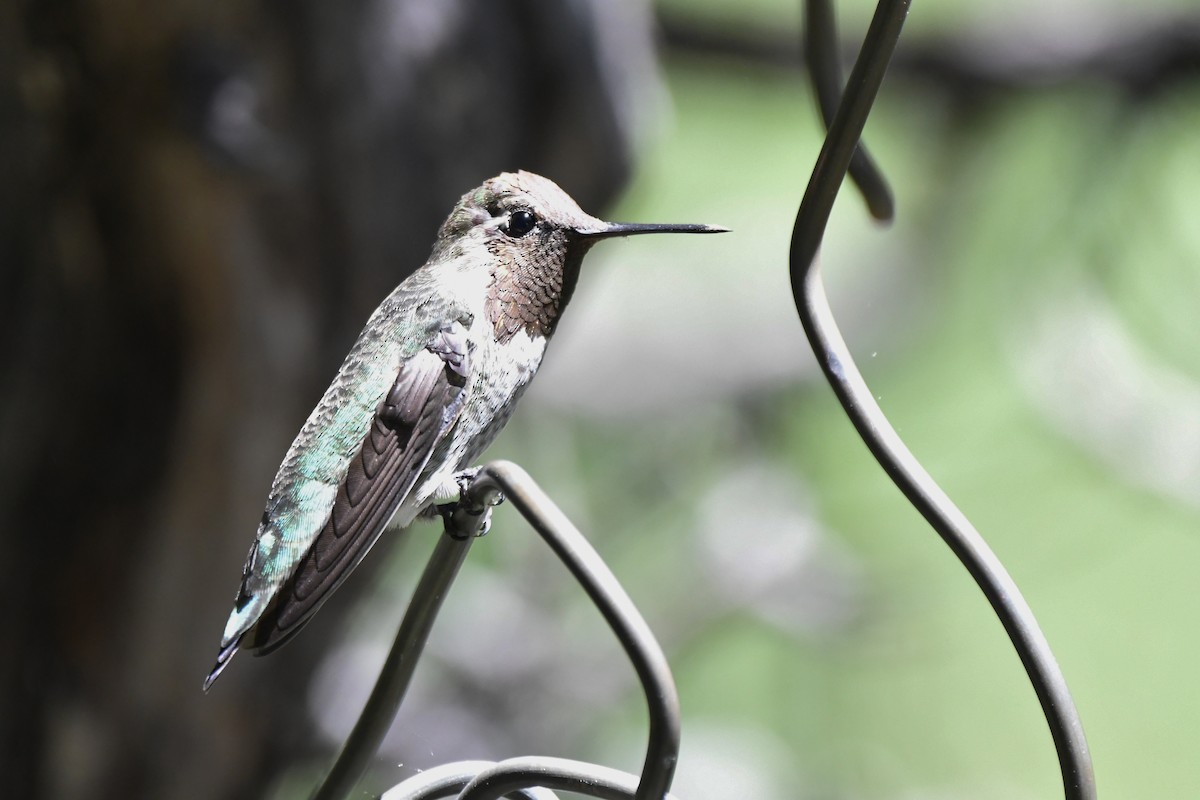 Colibrí de Anna - ML366672421