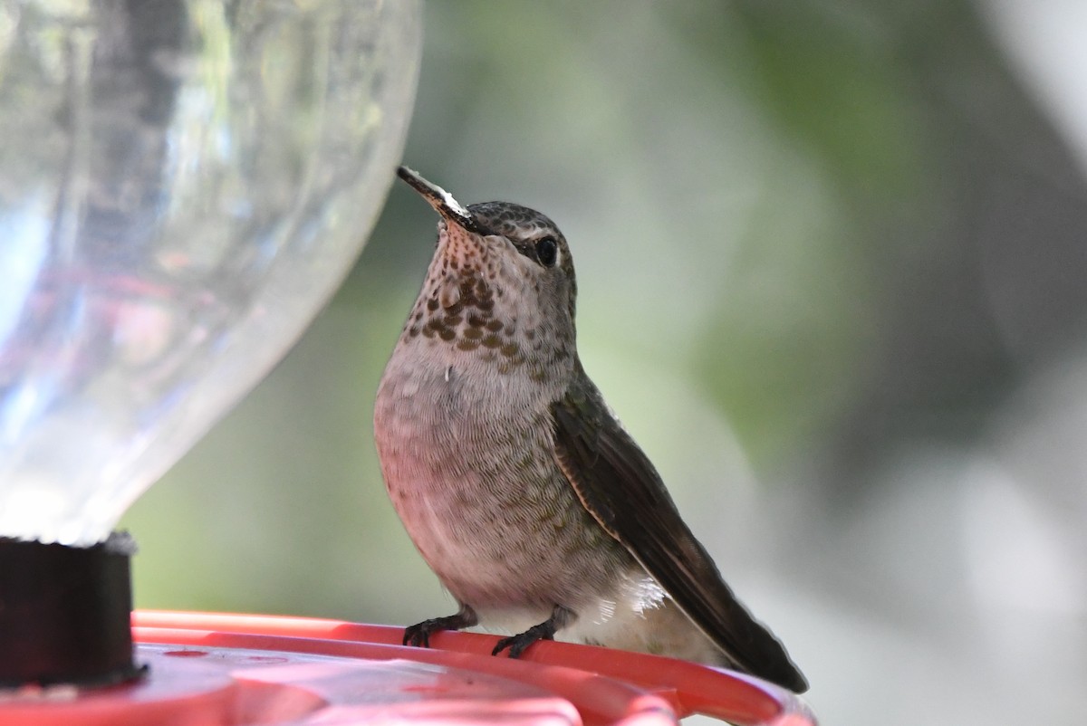 Anna's Hummingbird - ML366672431