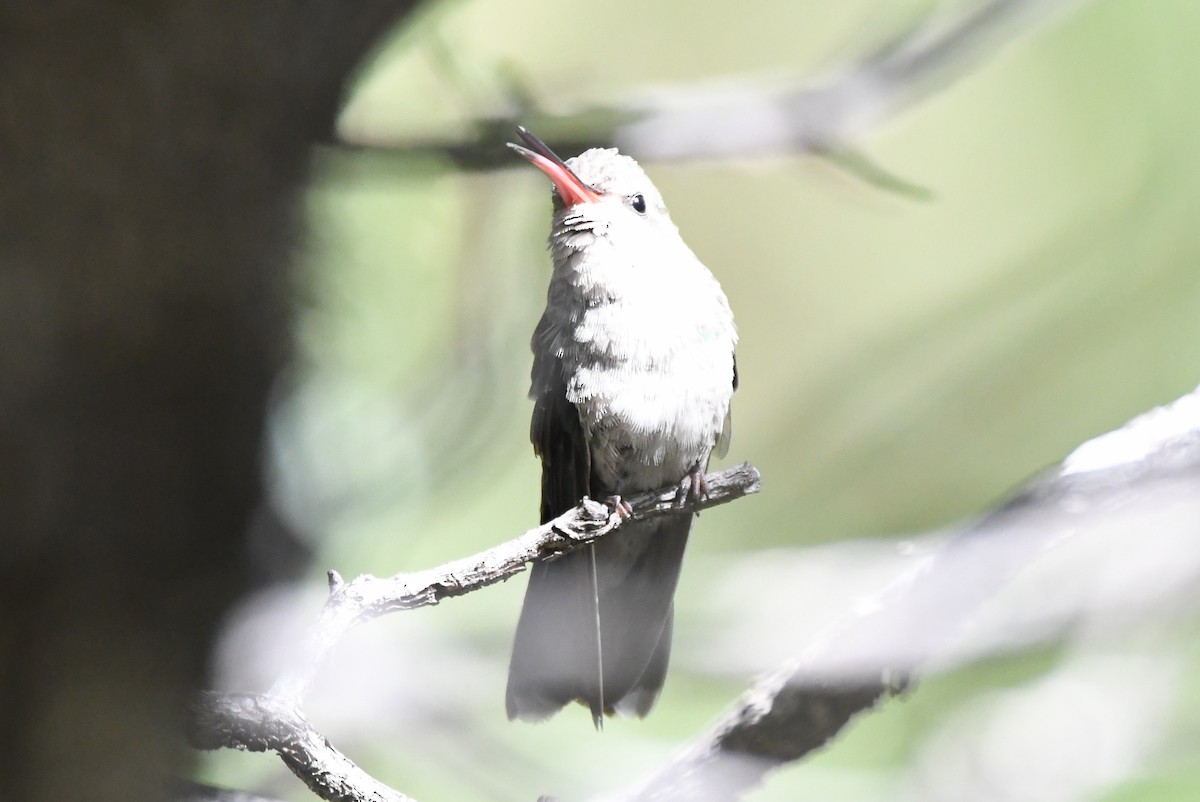 Broad-billed Hummingbird - ML366672821