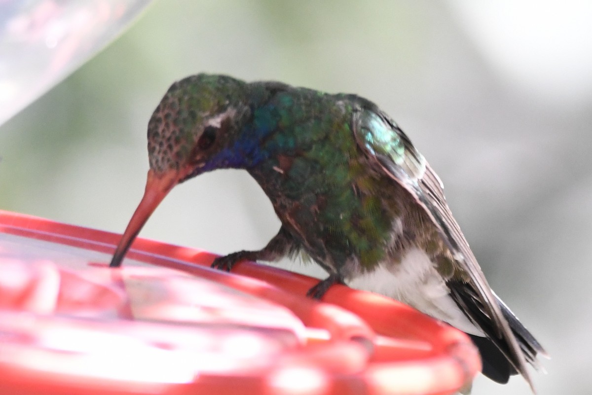 Broad-billed Hummingbird - ML366672841