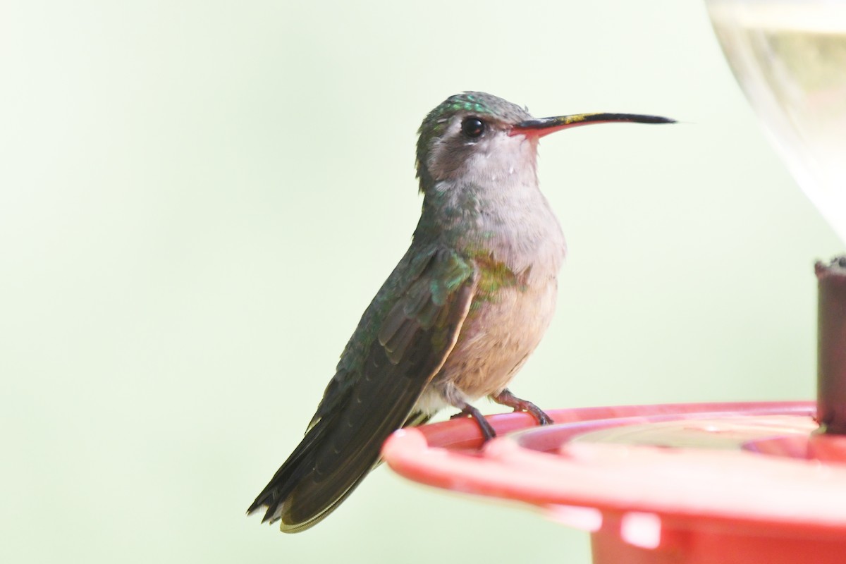 Broad-billed Hummingbird - Cathryn Dippo