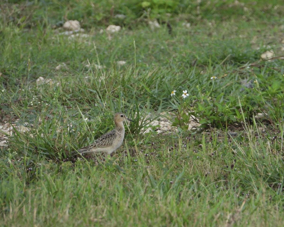 Buff-breasted Sandpiper - ML366673651