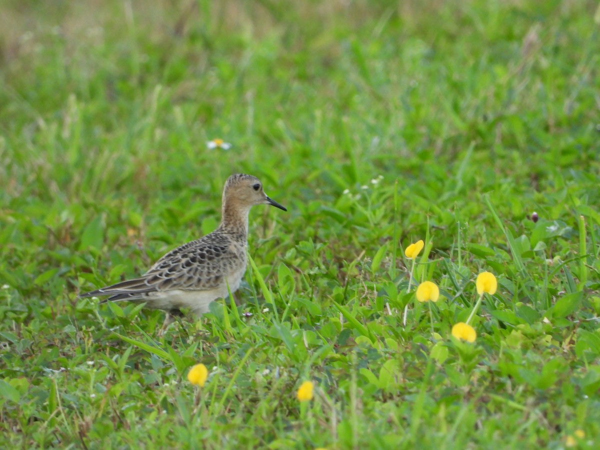 Buff-breasted Sandpiper - ML366673801