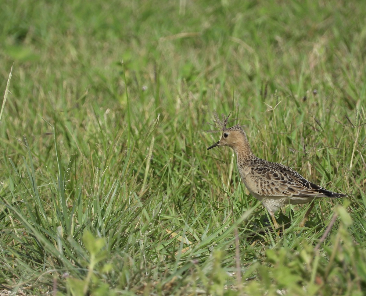 Buff-breasted Sandpiper - ML366673931