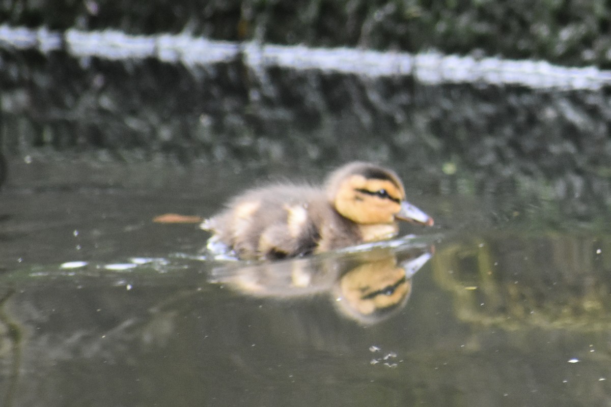 Mallard - ML366676751