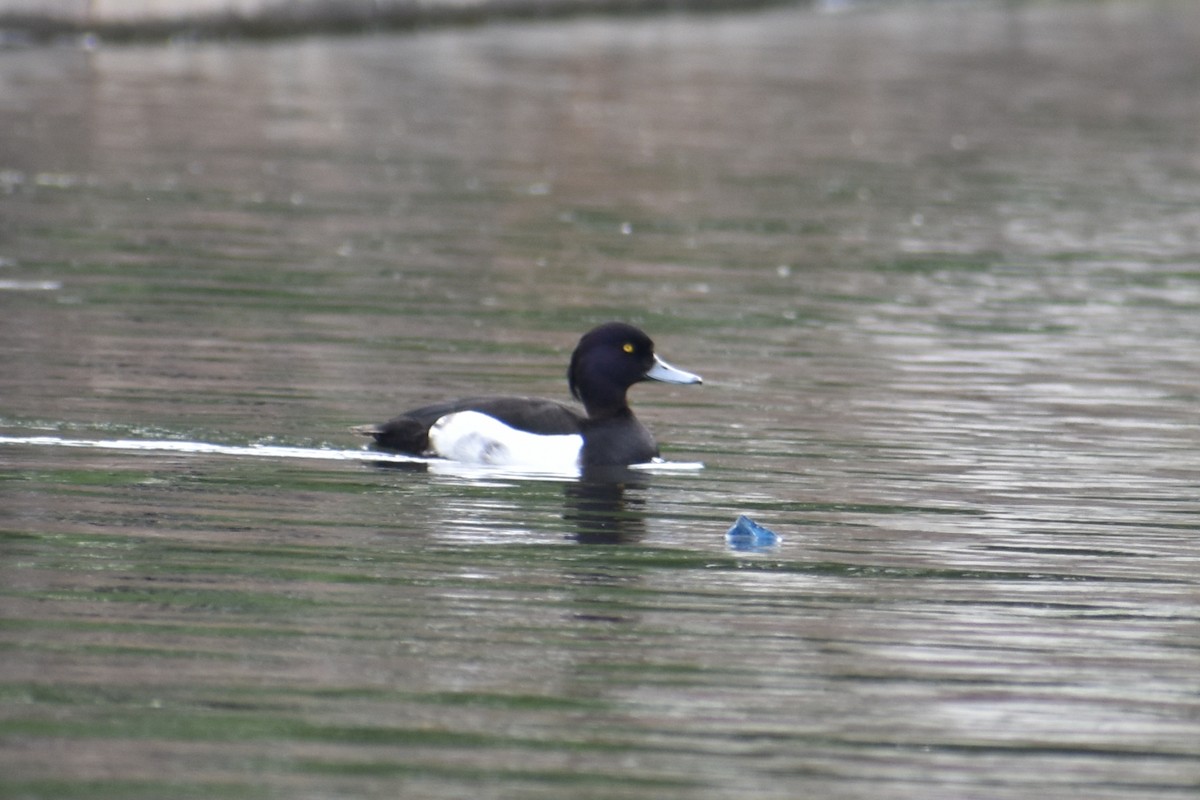 Tufted Duck - ML366676771