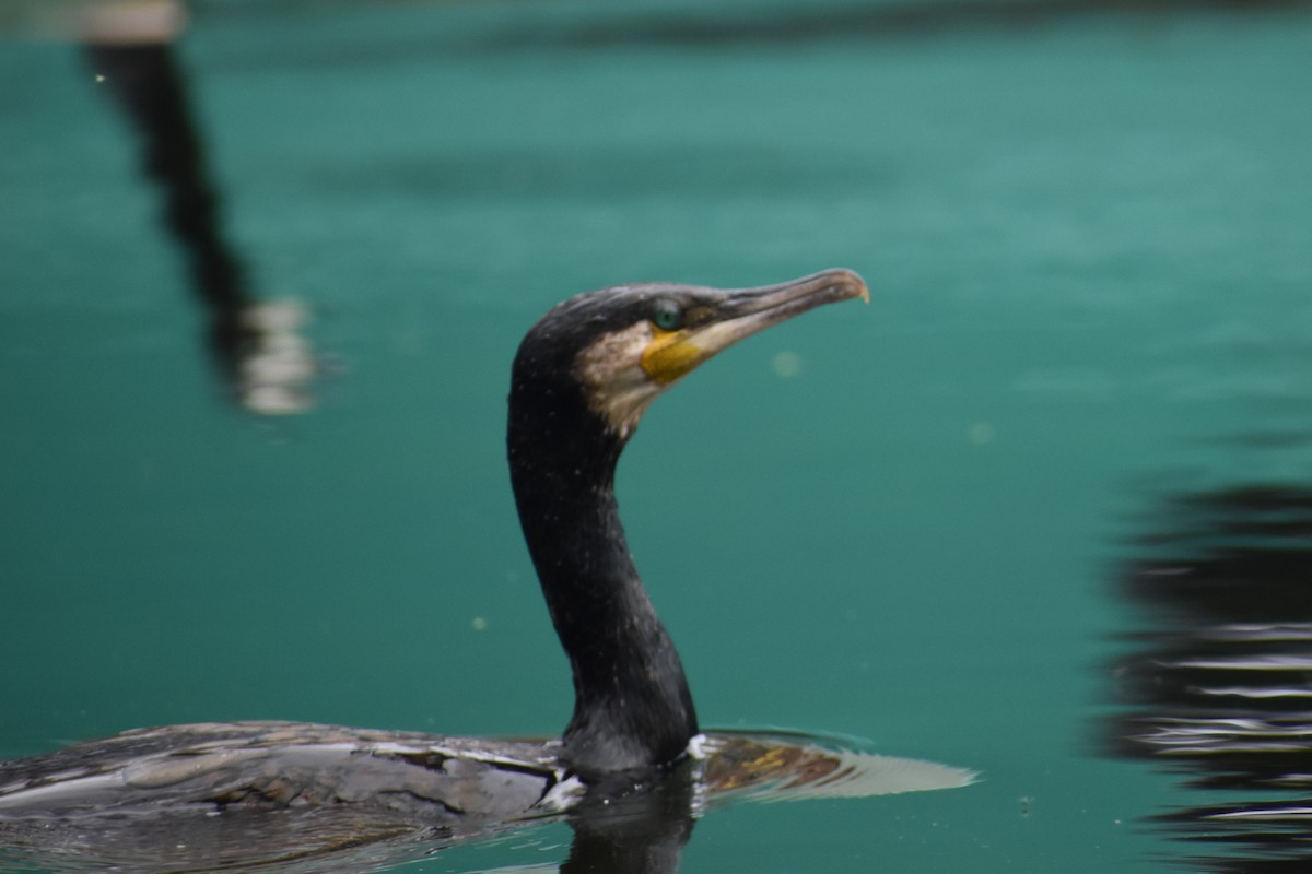 Great Cormorant - ML366676871