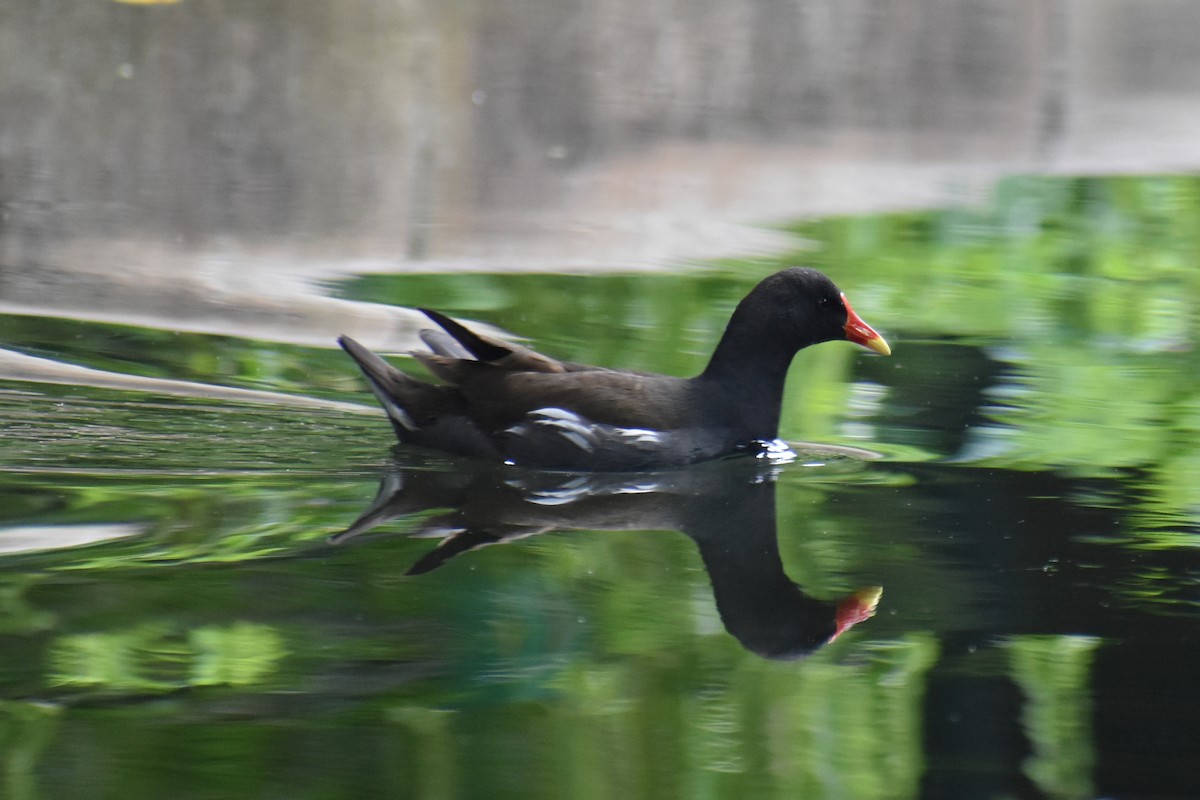 Eurasian Moorhen - ML366677041