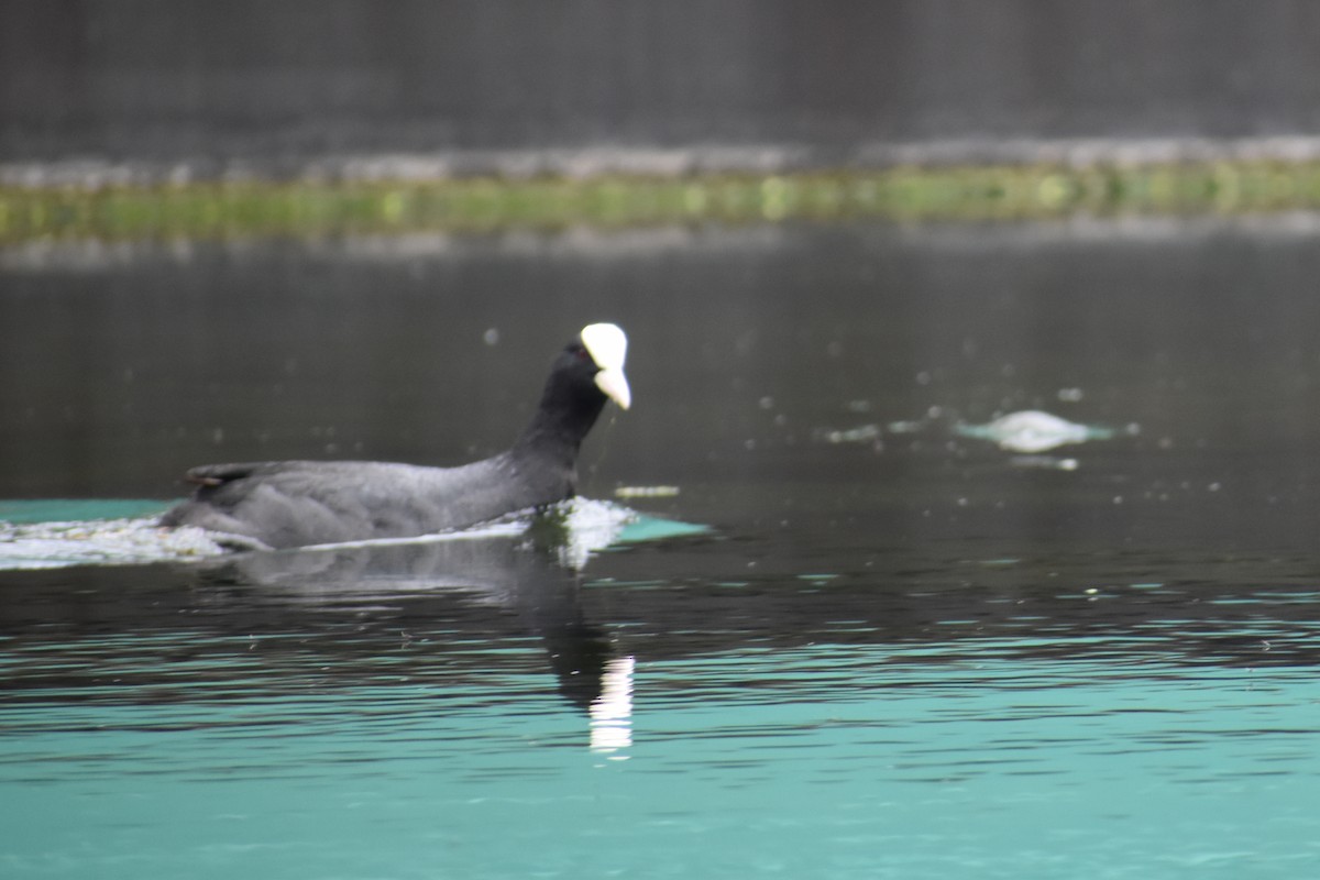 Eurasian Coot - ML366677101