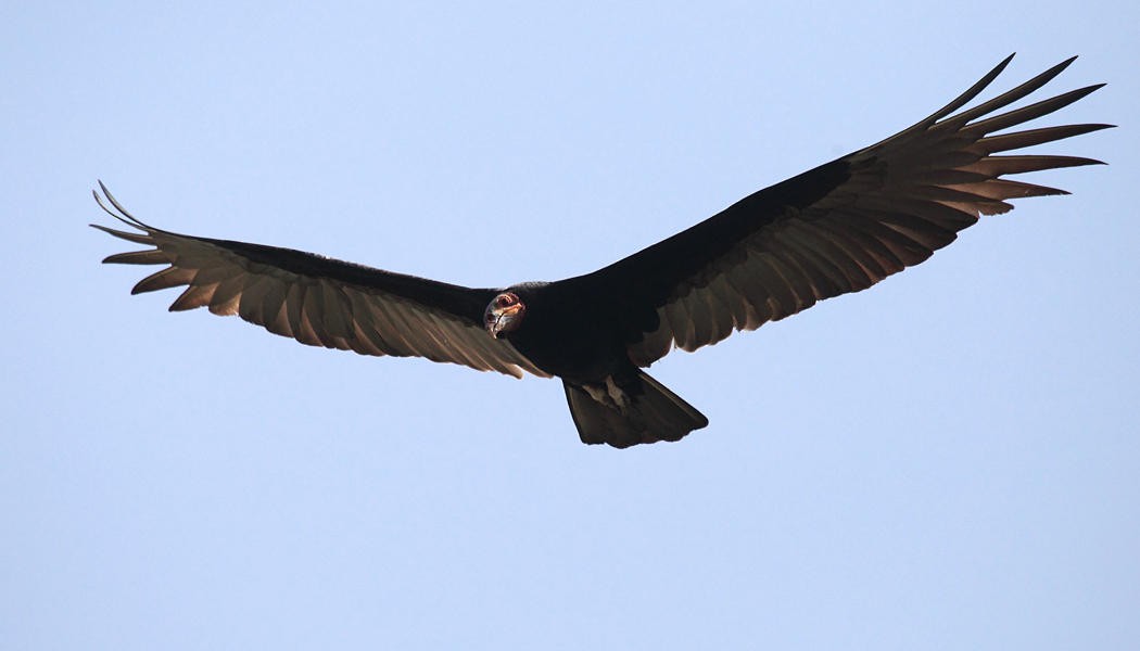 Turkey Vulture - ML36667761