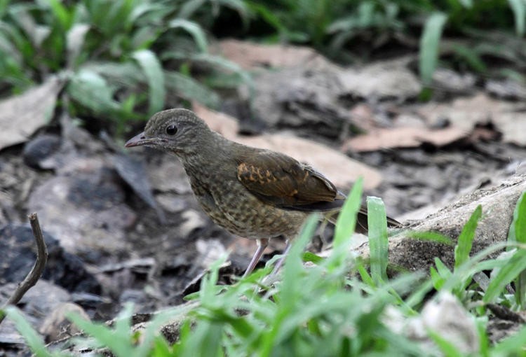 Pale-breasted Thrush - ML36667881