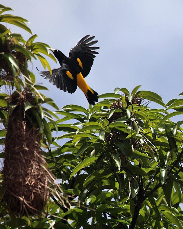 Yellow-rumped Cacique - ML36668021