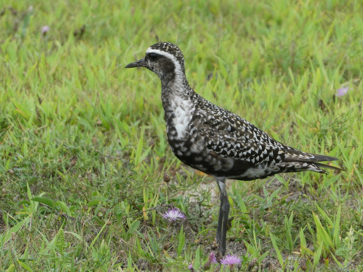 American Golden-Plover - Carol Brand